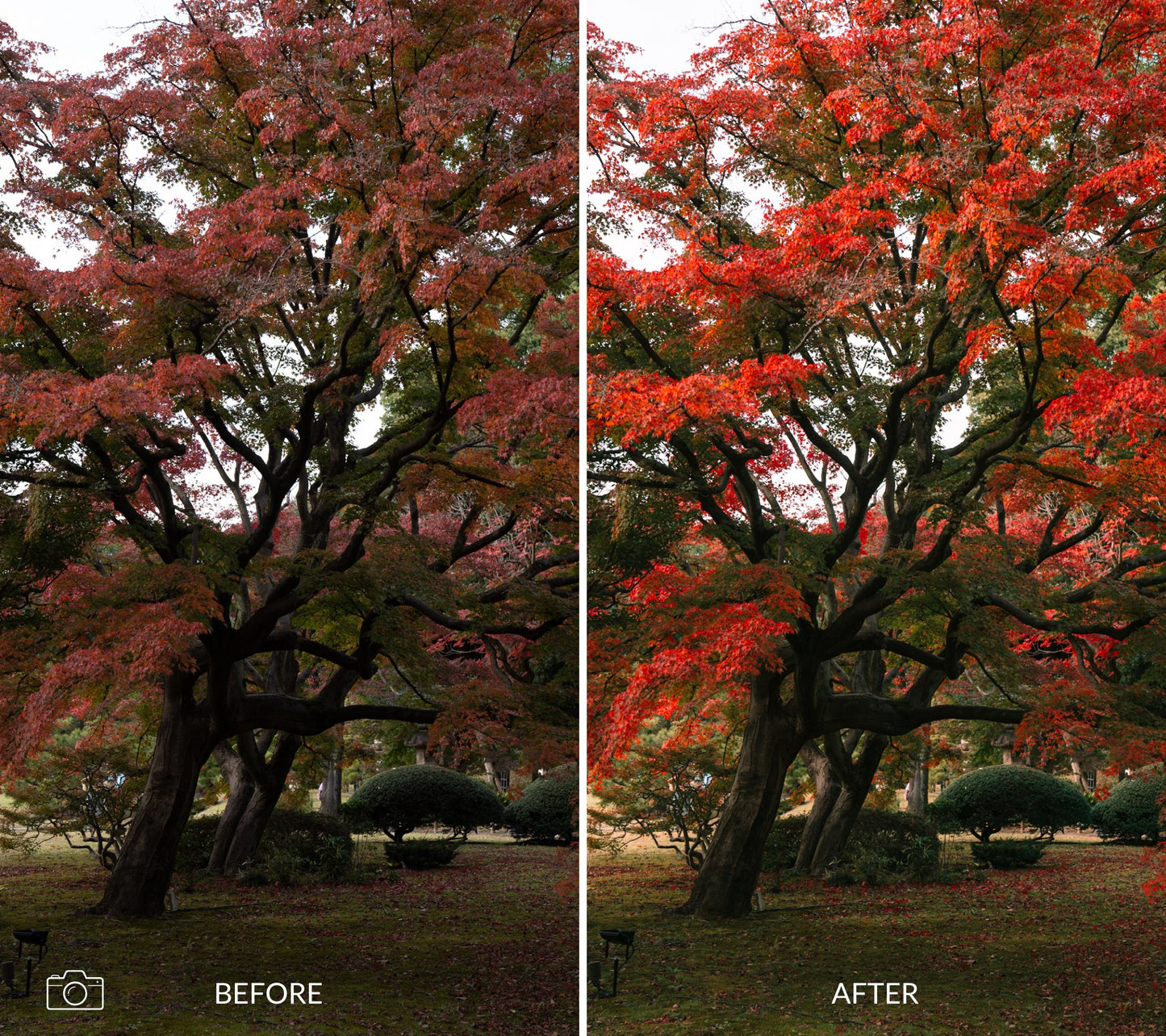 Side-by-side comparison of a tree with autumn foliage labeled 'Before' and 'After'.