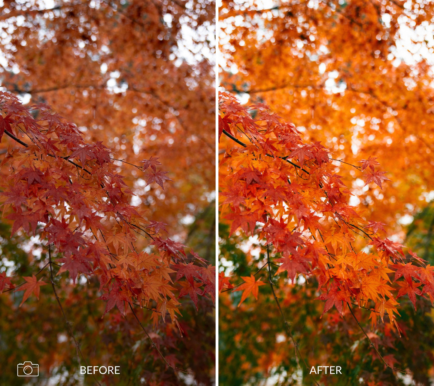 Side-by-side comparison of autumn leaves labeled 'Before' and 'After' with enhanced colors.