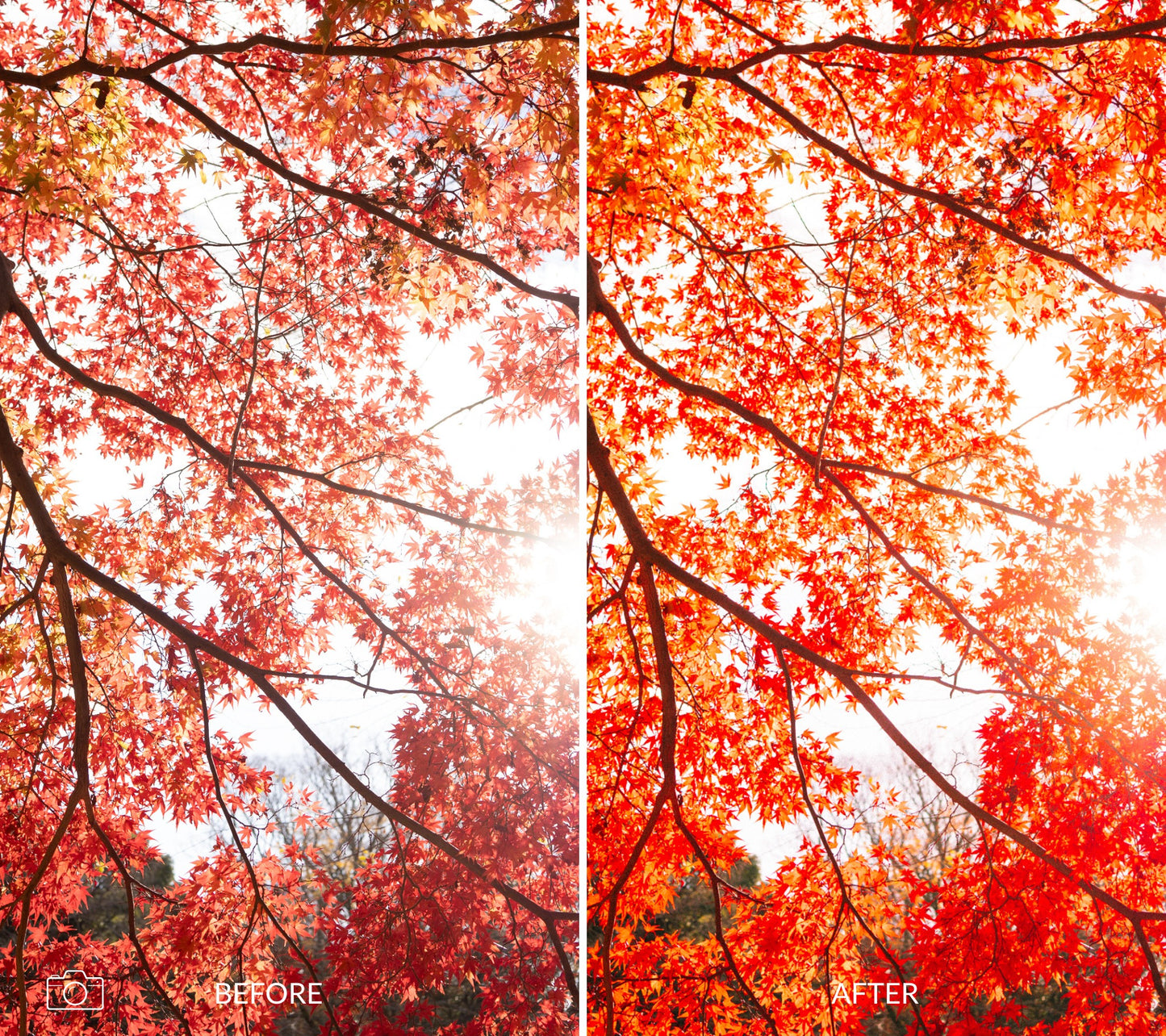 Side-by-side comparison of autumn tree branches with 'Before' and 'After' effects using autumn lightroom presets