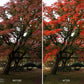 Side-by-side comparison of a tree with autumn foliage labeled 'Before' and 'After'.