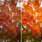 Side-by-side comparison of autumn leaves labeled 'Before' and 'After' with enhanced colors.