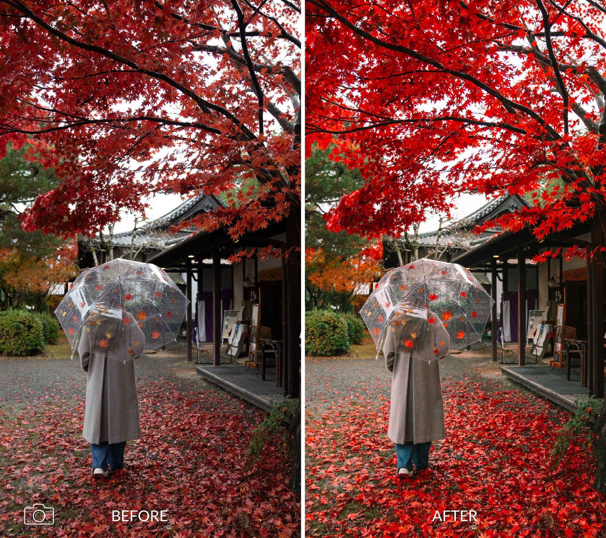 Before and after comparison of a person with an umbrella under red leaves in Kyoto Japan.