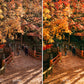 Before and after comparison of a scenic path in japan with autumn foliage.