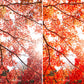 Side-by-side comparison of autumn tree branches with 'Before' and 'After' effects using autumn lightroom presets